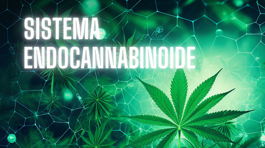 Sistema endocannabinoide