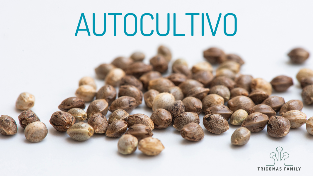 Autocultivo de cannabis CBD